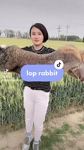 #rabbit #cute #cute #foryou it is lop rabbit