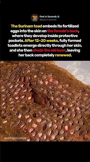 Her Babies Crawl Out Through Her Back