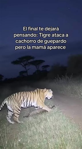 Final impactante: Tigre ataca a cachorro de guepardo
