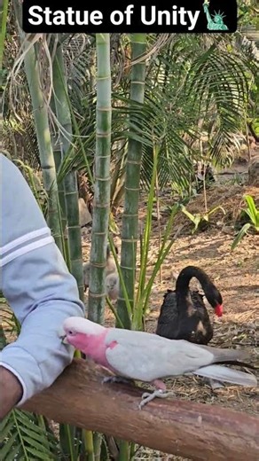 zoo at statue of unity 🗽 #wildlife #statueofunity #gujrat #wildanimals