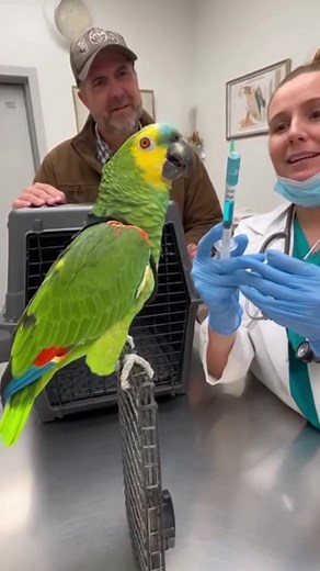 Parrot 🦜 funny 😂😂😂🤣🤣 #ParrotComedy #parrottalking #funnyparrot #parrotlife #fyp | Parrot wisdom