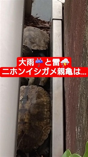 #イシガメ #ニホンイシガメ
