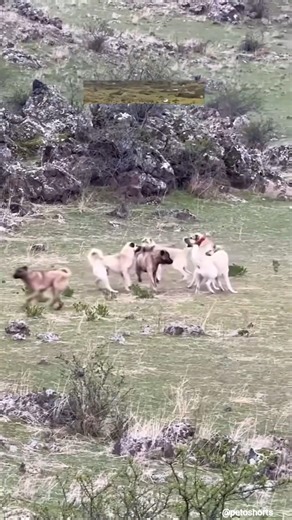 Pure Instinct: How Shepherd Dogs Manage the Pack