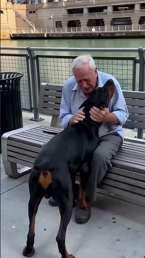 Doberman rushes to greet an elderly man by the river bench #usa