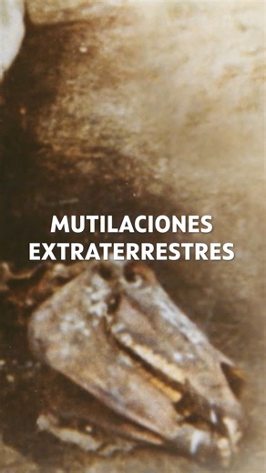 Campos llenos de animales mutilados. ¿Qué ha podido sucederles? Descúbrelo en "Alienígenas", los jueves a las 22:30 en DMAX. #DMAX2025 #Alienígenas #Animales #Espacio | DMAX España