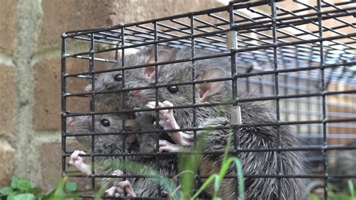 Rats run rampant | Condemned Warner Robins home infested by swarm of rats
