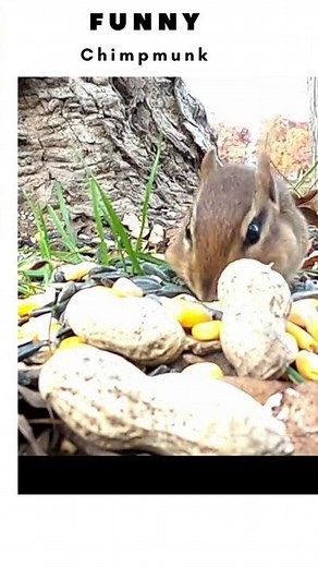 Funny Chipmunks Videos #shorts