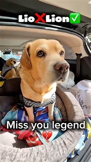 leo is no more 🥺💔 I miss you Leo 😭#sad #viral #leo #ripleo #sadsong @AnantRastogi