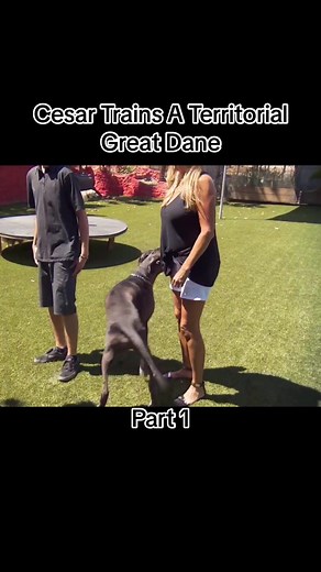 Training a Territorial Great Dane with Cesar