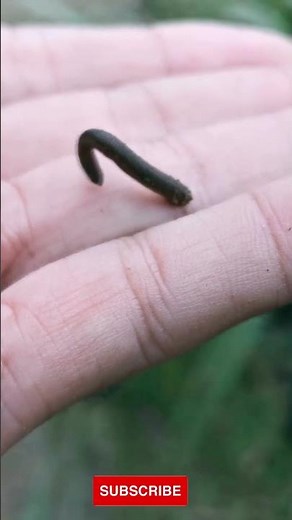 Leeches: Nature's Fascinating Bloodsuckers