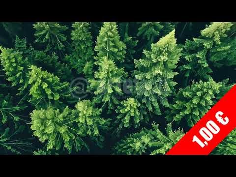 Aerial Top-Down Green Canopy HD Footage