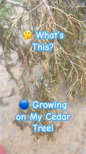 🌲 What Are These Blue Things Growing on My Cedar Tree? 🤔