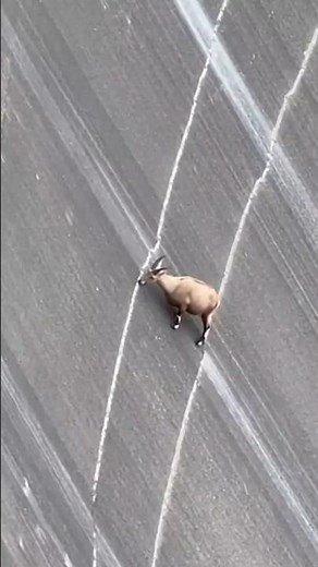 Alpine Ibex Climbs 90° Vertical Dam Wall