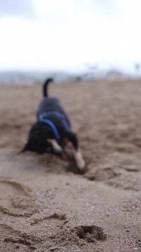 Why do dogs eat poop? #DogsTikTokVideo #PetsOfTikTok #furbabies #dog #cuteanimals #animallife #dogs