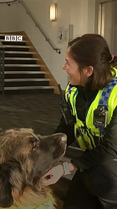 "It's amazing what a dog can do for people" Meet Havoc and Carnage, they're helping police officers look after their mental health and wellbeing ❤️ | BBC Yorkshire