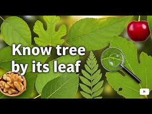 Identify Fruit Trees Just by Looking at the leaves | Ultimate Guide for Gardeners
