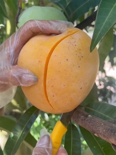 Top 10 Facts (@top10facts00)’s videos with original sound - Top 10 Facts