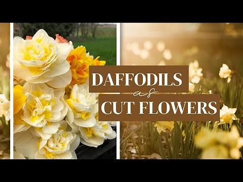 Growing Daffodils as Cut Flowers | A Look at Our Favorite Specialty Daffodil Varieties!