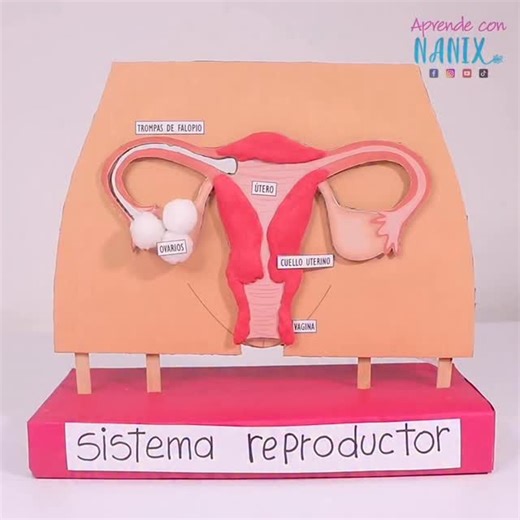 Aprende con Nanix on Instagram: "🌌 Sistema reproductor Femenino 💃 😍 Maqueta funcional y didáctica 🚀🪐 Comenta “FEMENINO” ⬇️ para adquirir la plantilla imprimible y crear este recurso educativo único. 💡 Ideal para docentes, homeschool y niños curiosos que aprenden mejor viendo y haciendo 🌟 📌 Guárdalo para hacerlo después 📲 Compártelo con otras profes o mamás creativas 💖✨ 📦 Materiales: ✔️ Plantilla imprimible ✔️ Manguerita venoclisis ✔️Plastilina ✔️ Cartón 🛠️ Sigue el paso a paso del vi