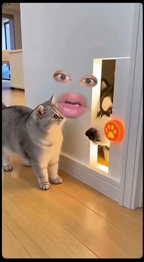 Wow, amazing beautiful cat puppy fighting challenge #funny #satisfying #comedy #funnycute #besties