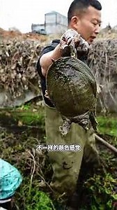 花800塊幫粉絲朋友包壹口荒廢的甲魚塘，看看裏面能上多少貨…#fishing #大魚 #抓魚