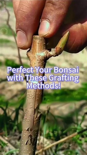 Perfect Your Bonsai: Essential Grafting Methods Explained