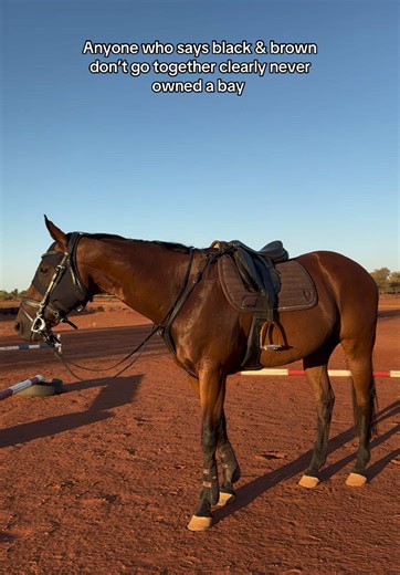 Stunning Black and Brown Color Combinations for Equestrians