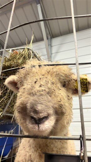 Haven has been the best addition to my little farm! #sheep #southdown #showsheep #westvirginia #agriculture