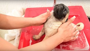 Pug Puppy Is Experiencing His First Bath And He’s In Heaven