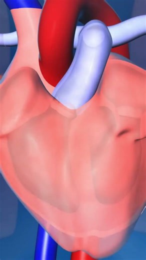 Human Heart Valves Function short heart function