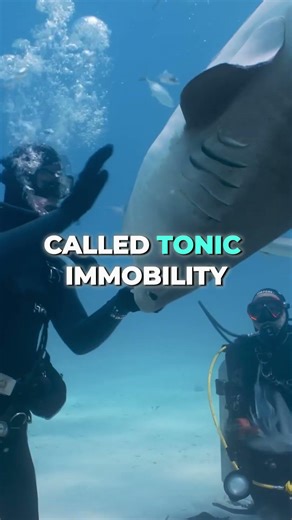 This Is How Orcas Beat Sharks