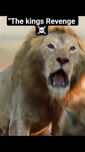 LION vs HYENA 🦁⚔️ | The King's Brutal Revenge! | Wildlife Survival #shorts