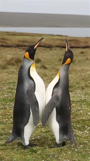 Penguin Sounds: How King Penguins Communicate 🐧🔊