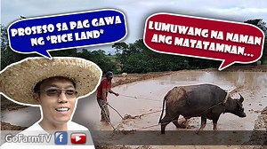 Tips papaano mapakinabangan mga naka tiwangwang na lupa Paano gumawa mag convert into RICE FIELD VISIT MY YOUTUBE CHANNEL: GOFARM TV http://www.youtube.com/c/GoFarmTV?sub_confirmation=1 You can also visit our FACEBOOK PAGE and lets be friends! https://www.facebook.com/GoFarmTV REMEMBER... You are not just sharing videos, you are helping save the world and maintain food security!!! #BEDISTANGFARMER #FARMER #FARMINGISLIFE #RICEFARMING #BACKLINER | GoFarm TV