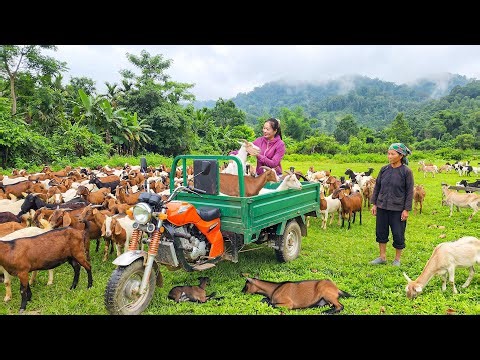 BUYING 100+ Goats from Elderly Farmer and Transporting to Market SELL | Đào Daily Farm