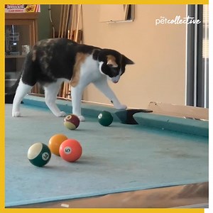 429K views · 9.4K reactions | This cat is a pool shark, I just know it. | Try Not to Laugh | Facebook