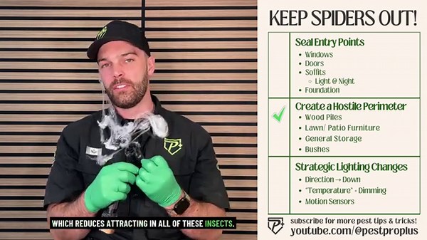 Keep Spiders Out of Your House: 3 Easy Tricks