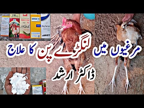 Chicken Leg Problems Treatment | Poultry Legs Disorders | Dr. Arshad