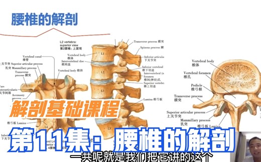 13分钟，从腰部相关症状，影像，椎体，棘突，横突等详解腰椎特征