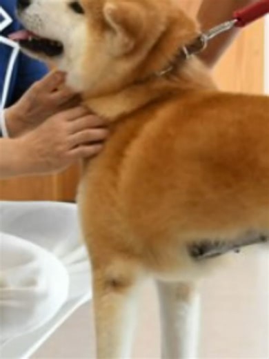 盲導犬が陛下の前で見せた愛らしい反応