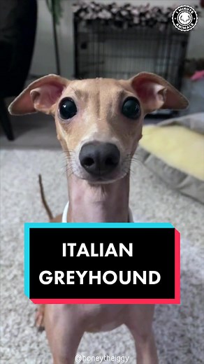 Italian Greyhound 🐶 The Best Lap Dog For Lazy Owners #italiangreyhound #italiangreyhoundoftiktok #italiangreyhounds #italiangreyhoundpuppy #italiangreyhoundsoftiktok #italiangreyhounddog