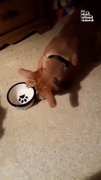 98K views · 442 reactions | When you try to take a sip, but end up making a splash instead!  #FridayFails | Try Not to Laugh | Facebook