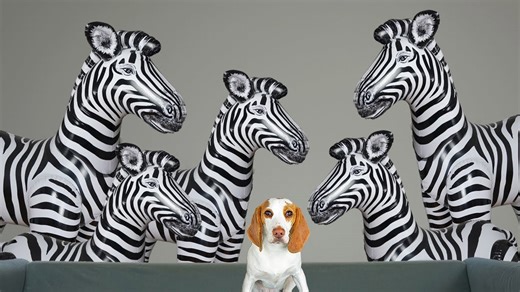 Puppy Dog vs Giant Zebra Prank Battle