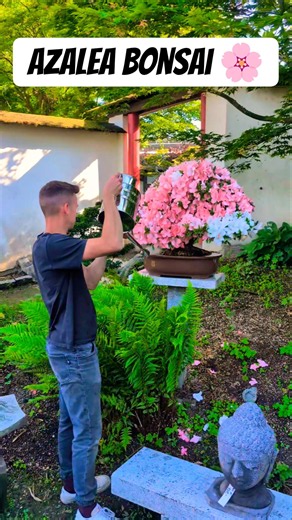Azalea: Watering several beautiful Azalea Bonsai trees. 🌸 #bonsai #azalee