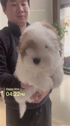 coton de tulear kennel 棉花面纱犬舍 #cutepet #cotondetulear #kennel #cutedog #coton