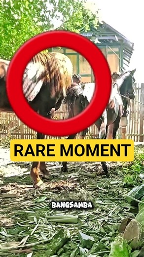 Unique Horse Interaction Moment 👀 #horses #farm #documentary #shorts
