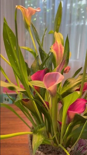 Elegant Calla Lily in a Vase