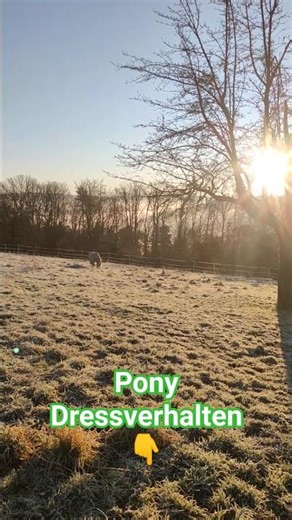 Ponys Fressverhalten bei Frost ❄️ #pferde #pony