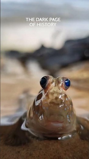 Mudskipper: The Incredible Fish That Walks on Land