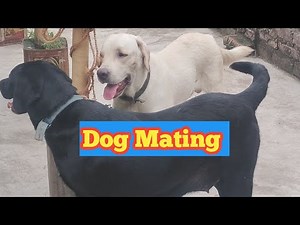 dog mating